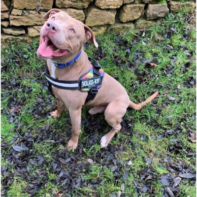 waiting-like-a-good-dog-blitz